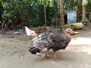 টার্কি মুরগি বিক্রি
