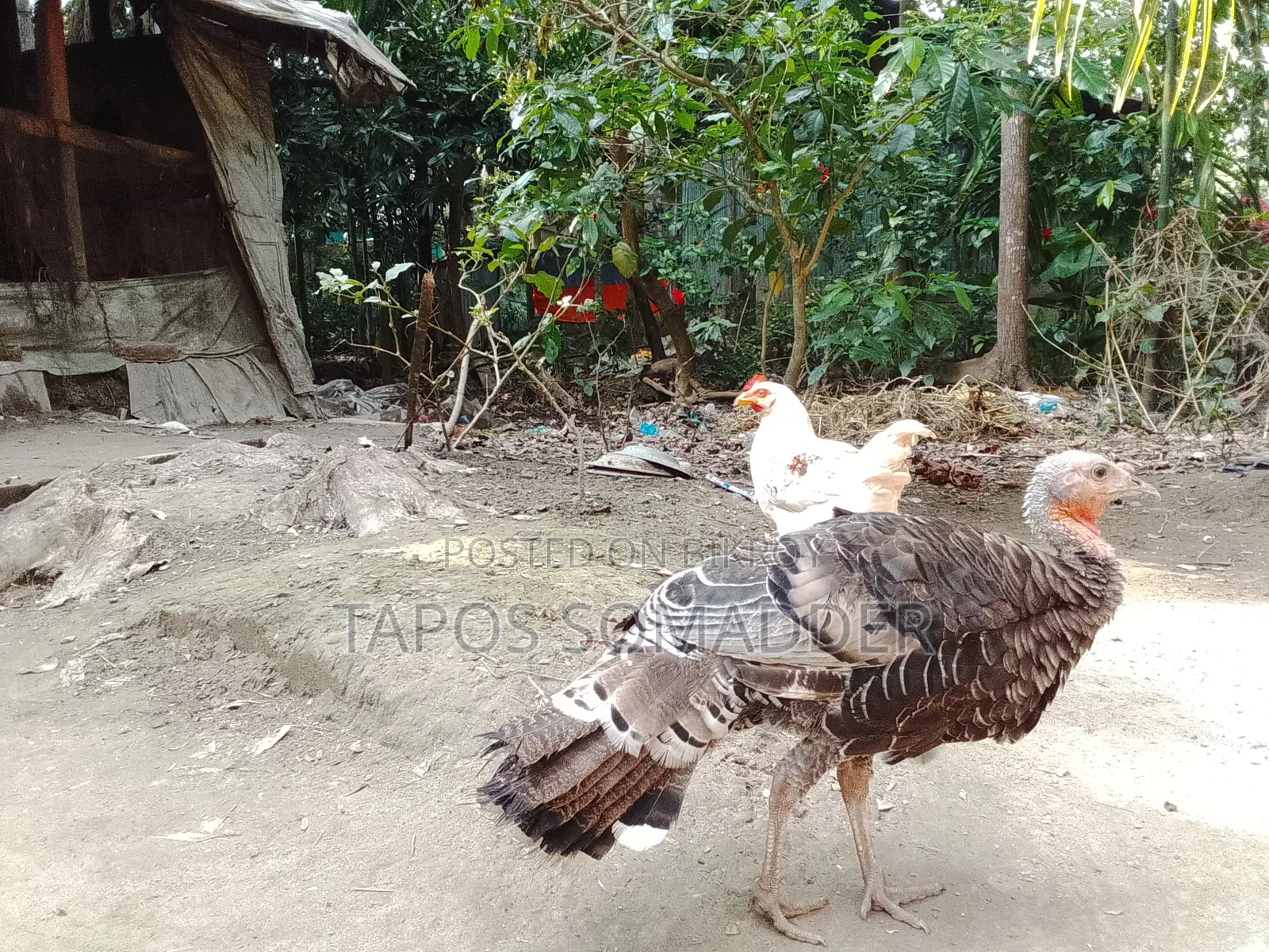 টার্কি মুরগি বিক্রি