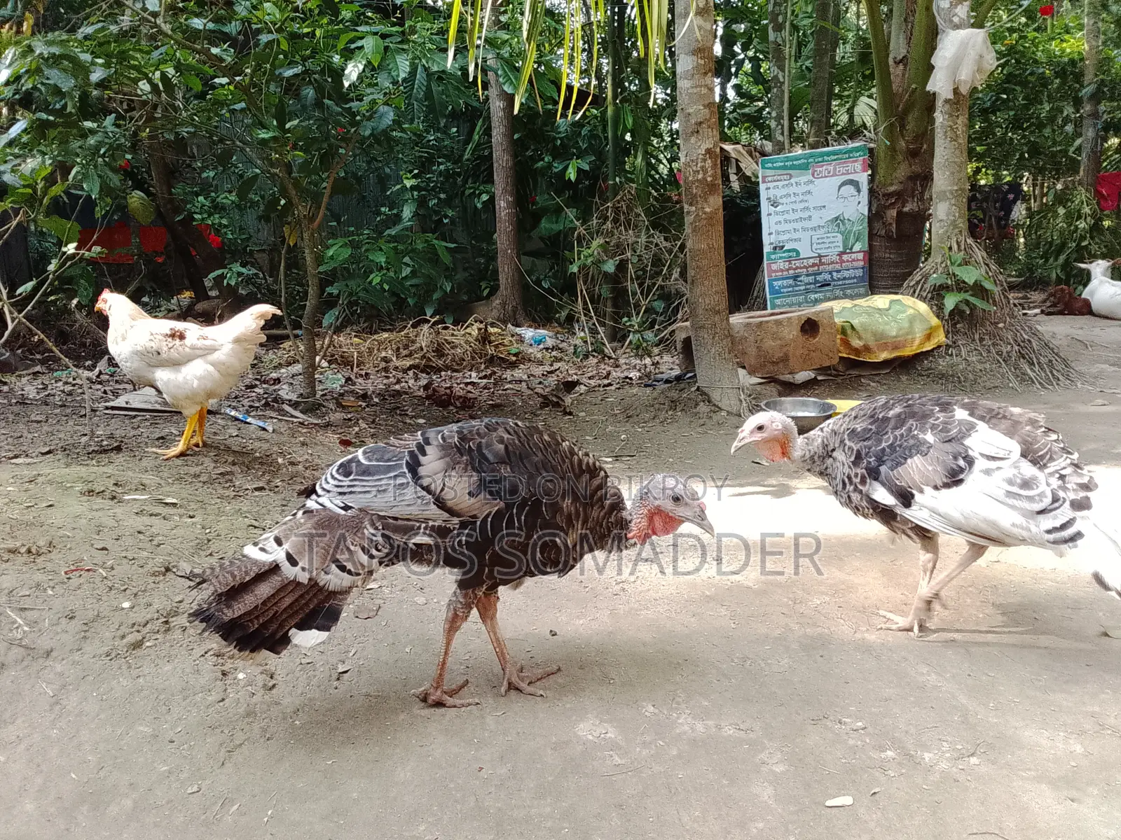 টার্কি মুরগি বিক্রি