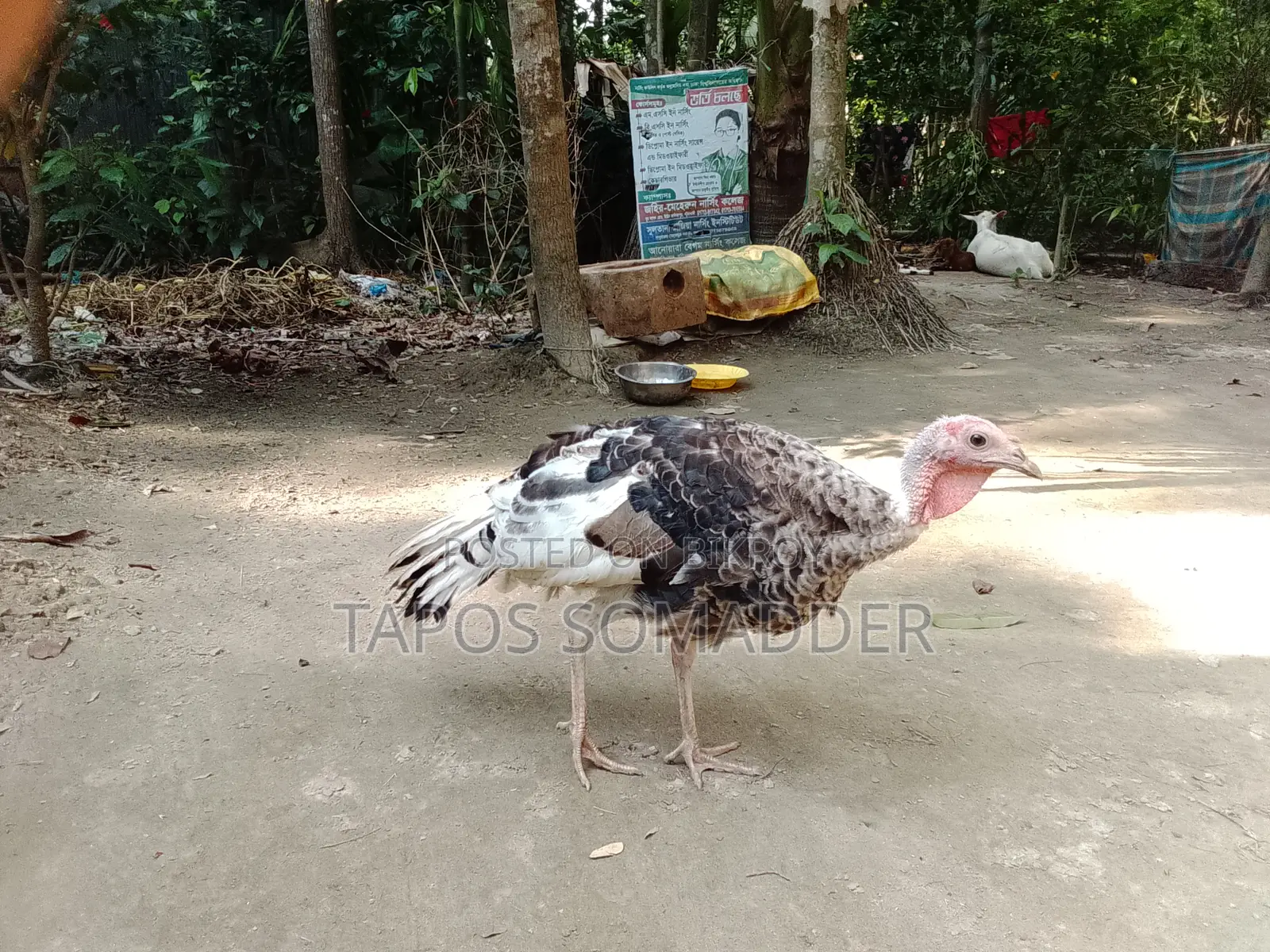 টার্কি মুরগি বিক্রি