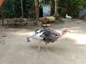 টার্কি মুরগি বিক্রি