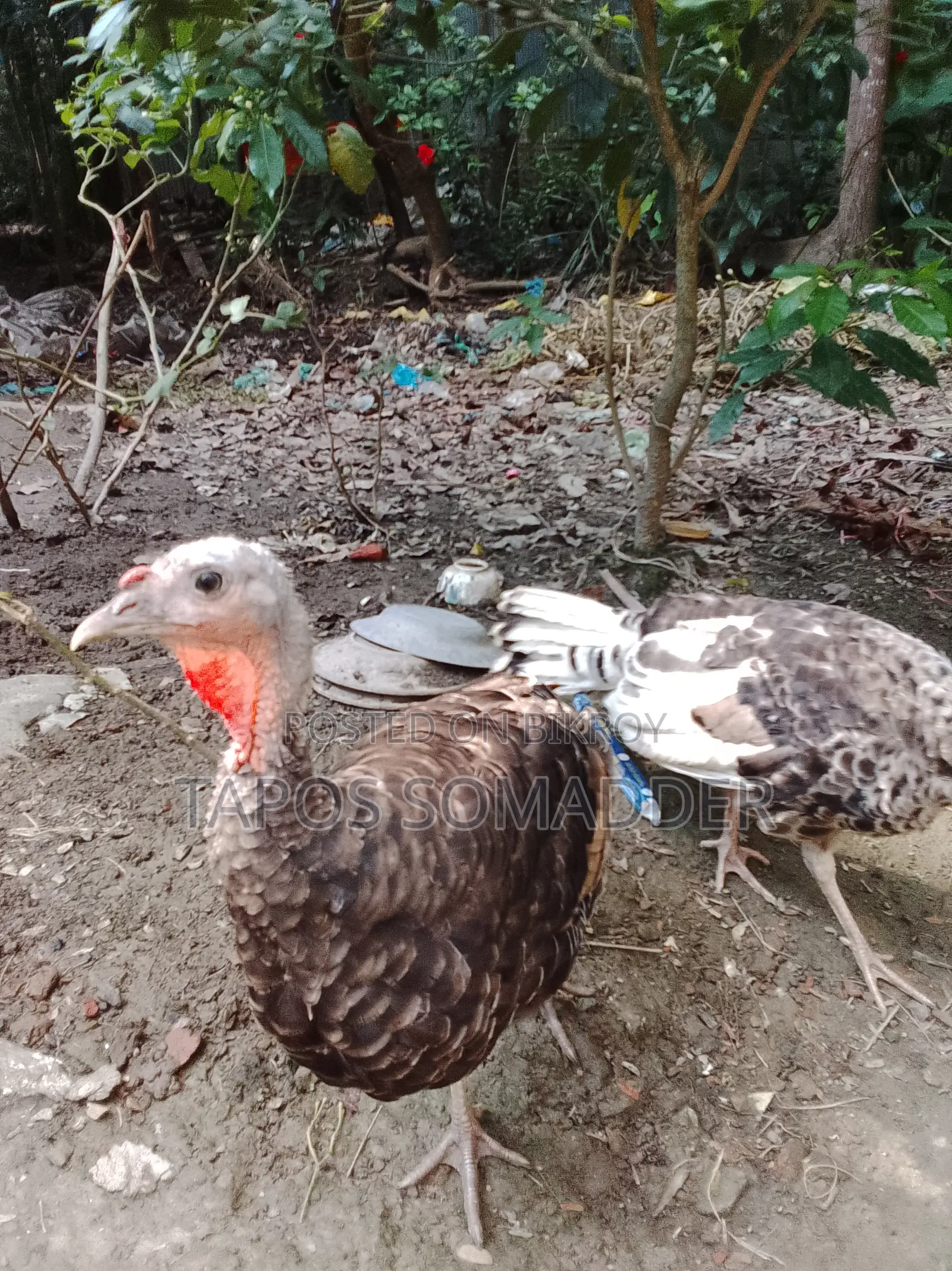 টার্কি মুরগি বিক্রি