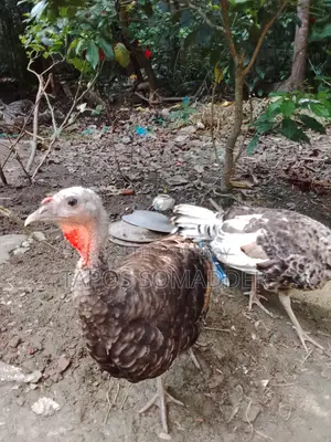 টার্কি মুরগি বিক্রি