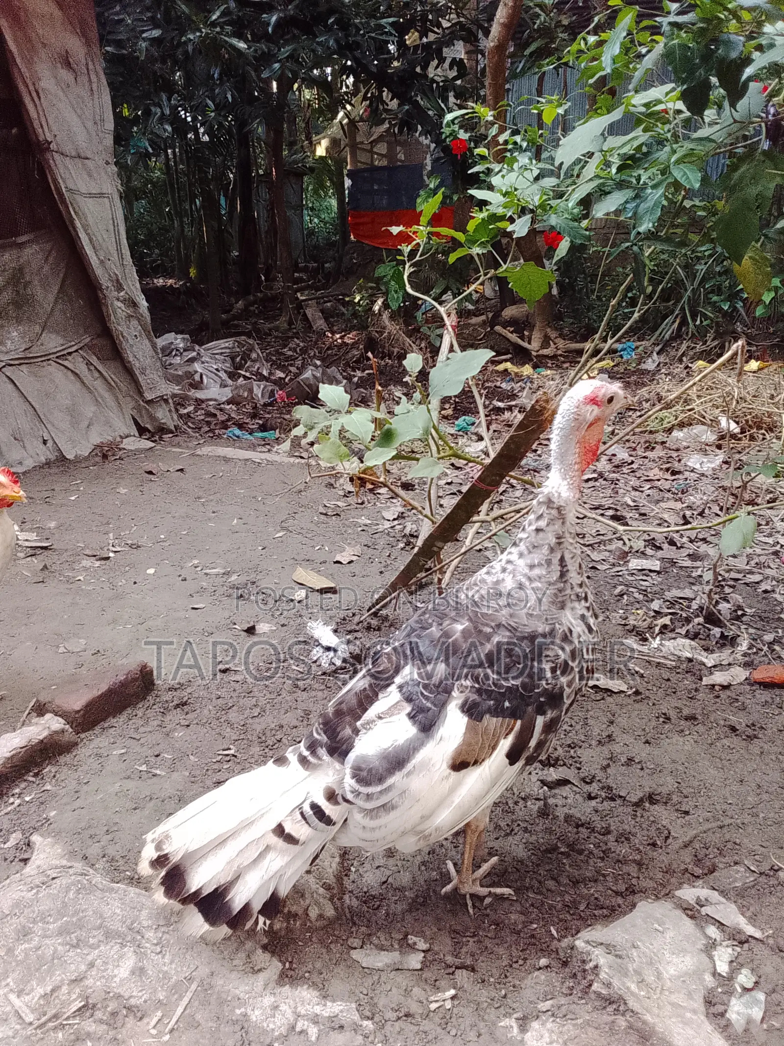 টার্কি মুরগি বিক্রি