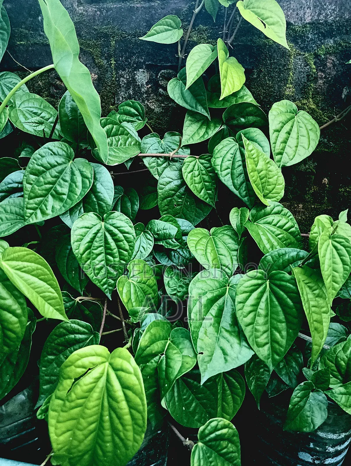 পান গাছের চারা