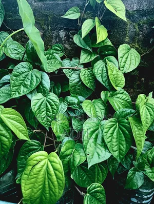 Betel Leaf Plant Seedlings