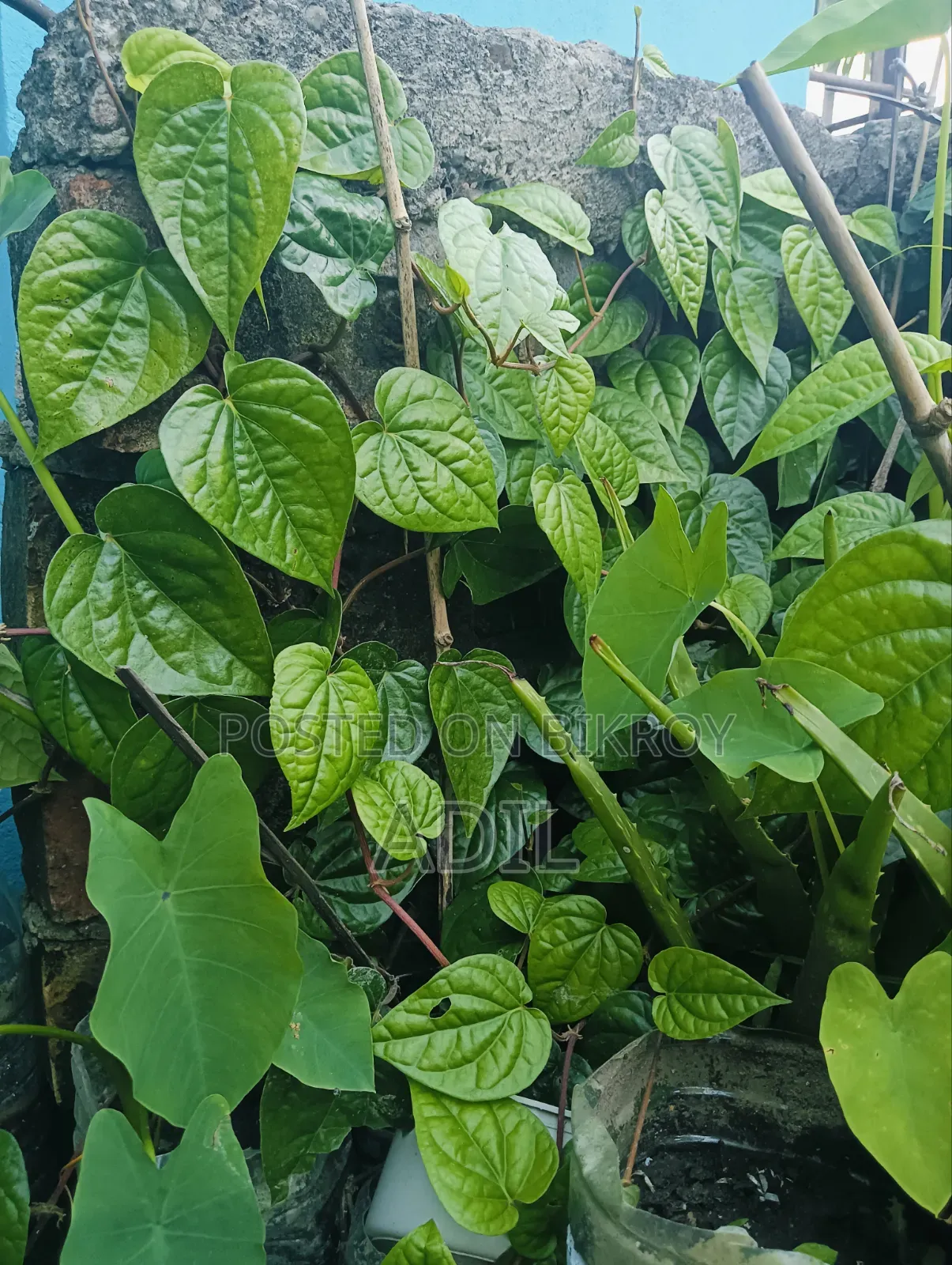 পান গাছের চারা
