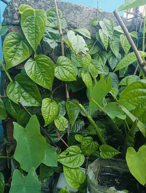 পান গাছের চারা