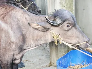 আপনার কুরবানীর জন্য সেরা মহিষটি আজই সংগ্রহ করুন!