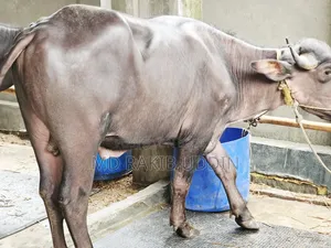 আপনার কুরবানীর জন্য সেরা মহিষটি আজই সংগ্রহ করুন!