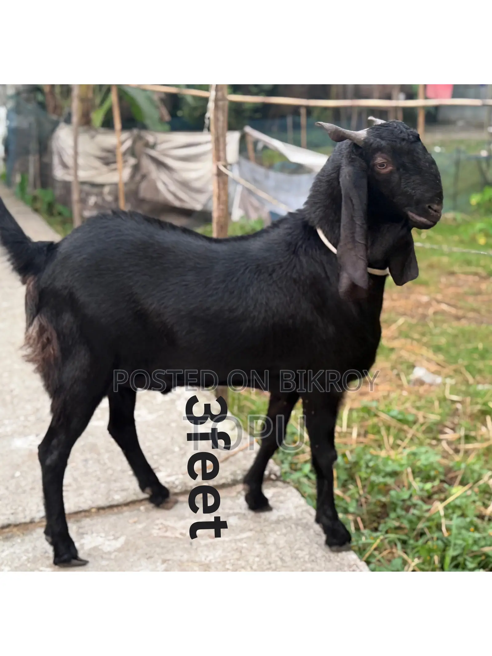খানদানি বড় ছাগল বিক্রি হবে| যার উচ্চতা এবং ওজন আলহামদুলিল্লাহ