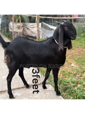 খানদানি বড় ছাগল বিক্রি হবে| যার উচ্চতা এবং ওজন আলহামদুলিল্লাহ