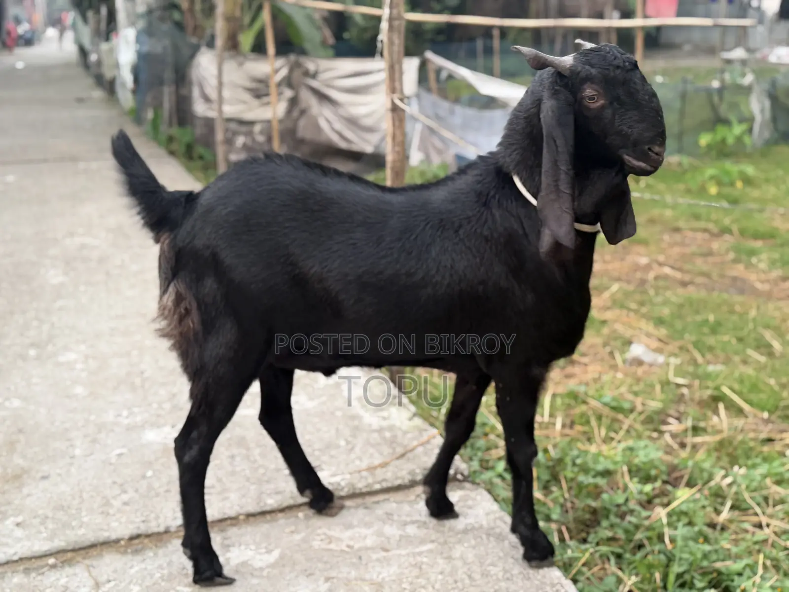খানদানি বড় ছাগল বিক্রি হবে| যার উচ্চতা এবং ওজন আলহামদুলিল্লাহ