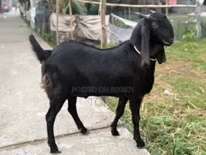 খানদানি বড় ছাগল বিক্রি হবে| যার উচ্চতা এবং ওজন আলহামদুলিল্লাহ