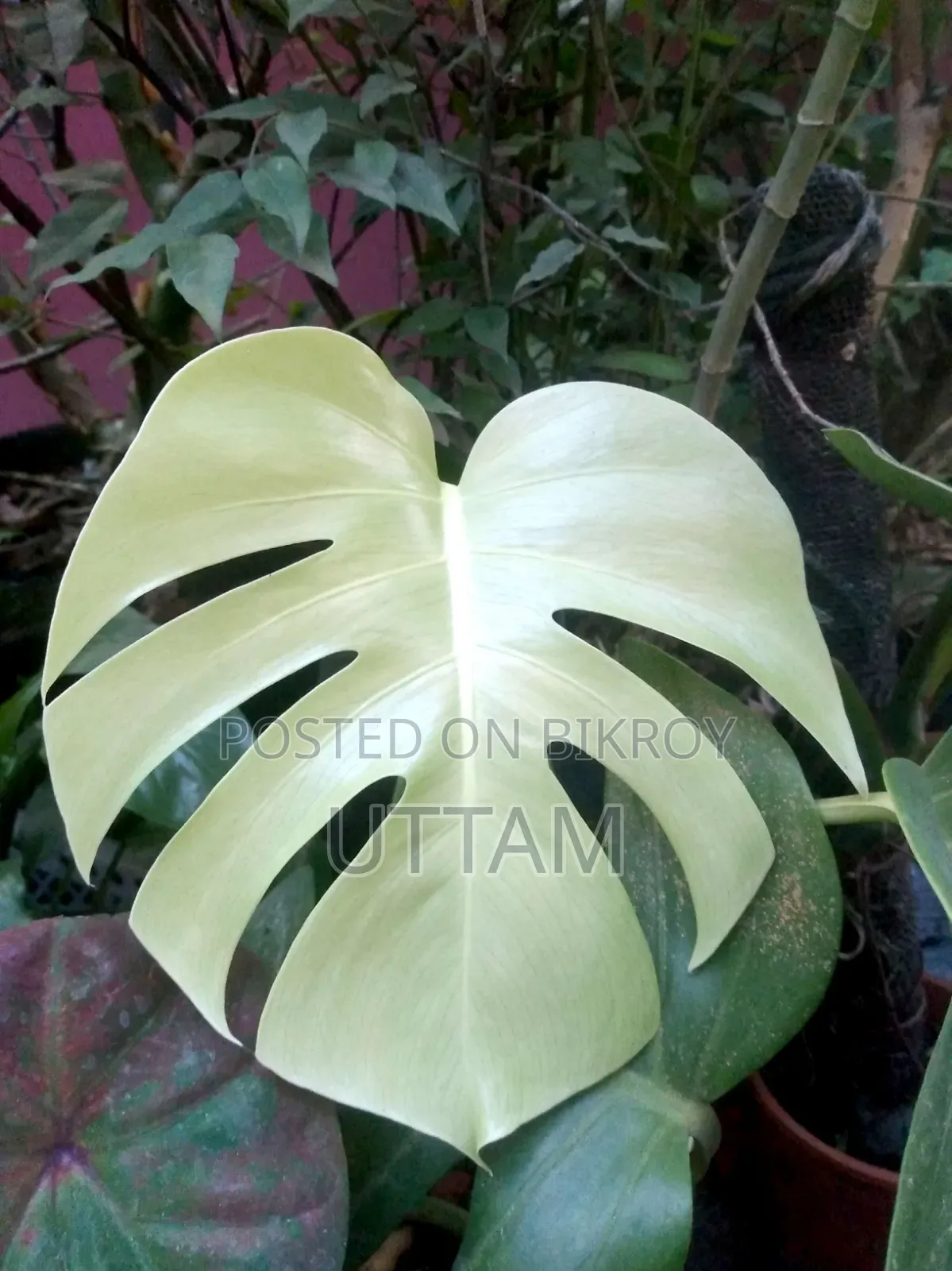Monstera Deliciosa Plant