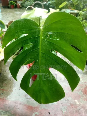 Monstera Deliciosa Plant