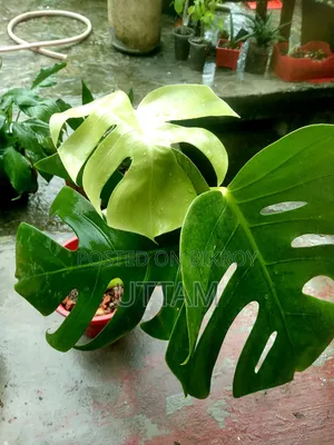 Monstera Deliciosa Plant