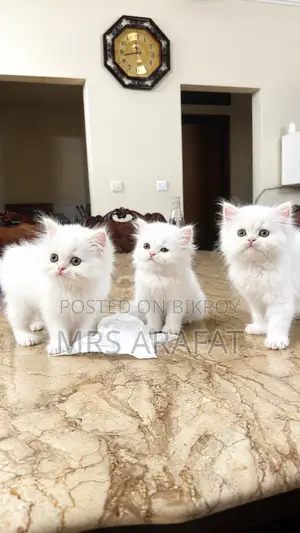1-3 Months Female Purebred Persian