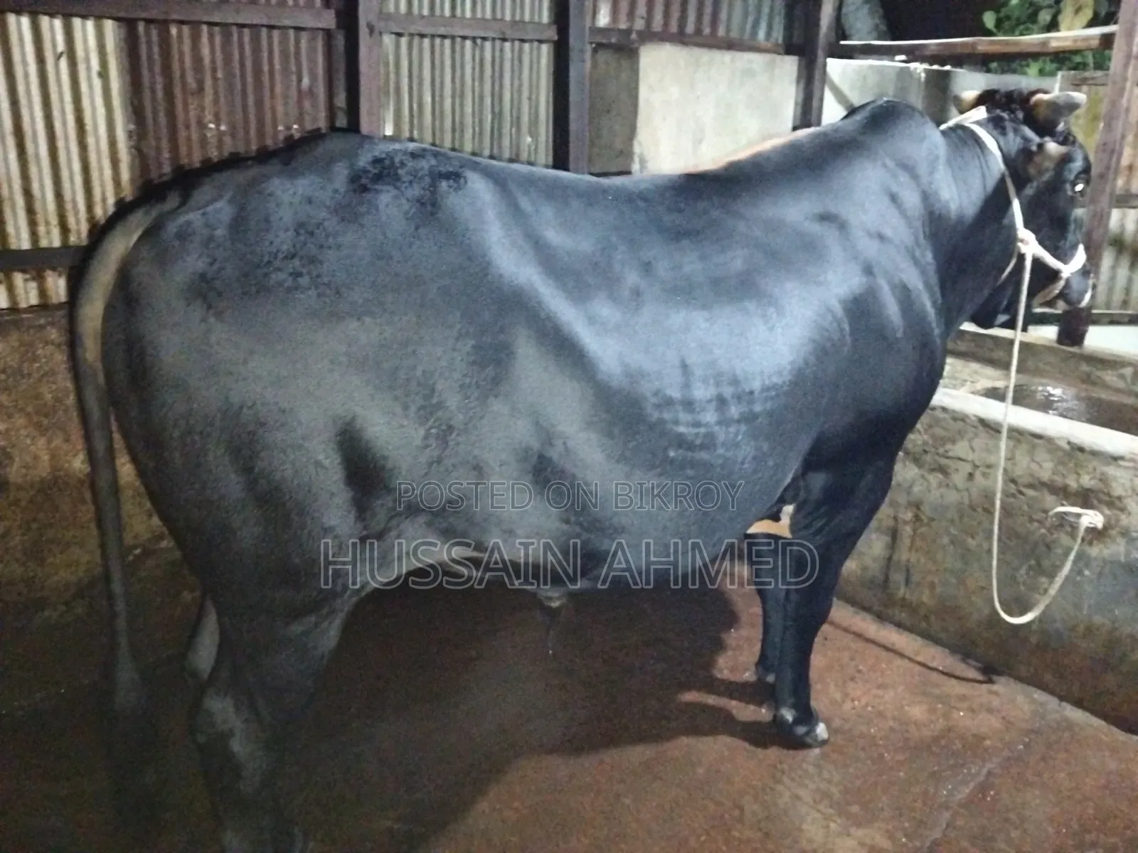 কোরবানির গরু