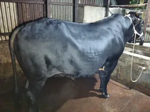 কোরবানির গরু