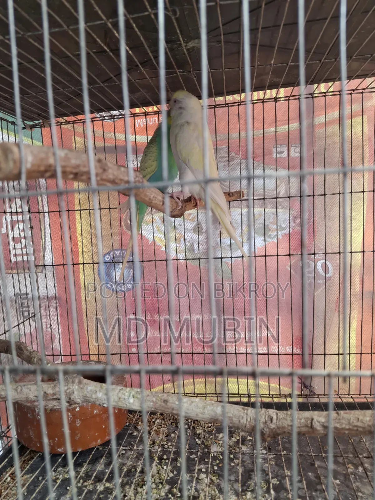 Bird for Sale