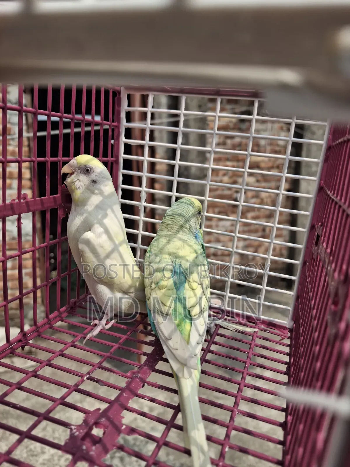 Bird for Sale