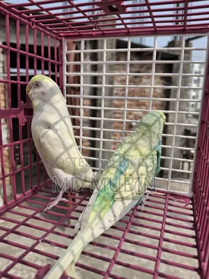 Bird for Sale