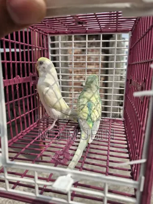 Bird for Sale