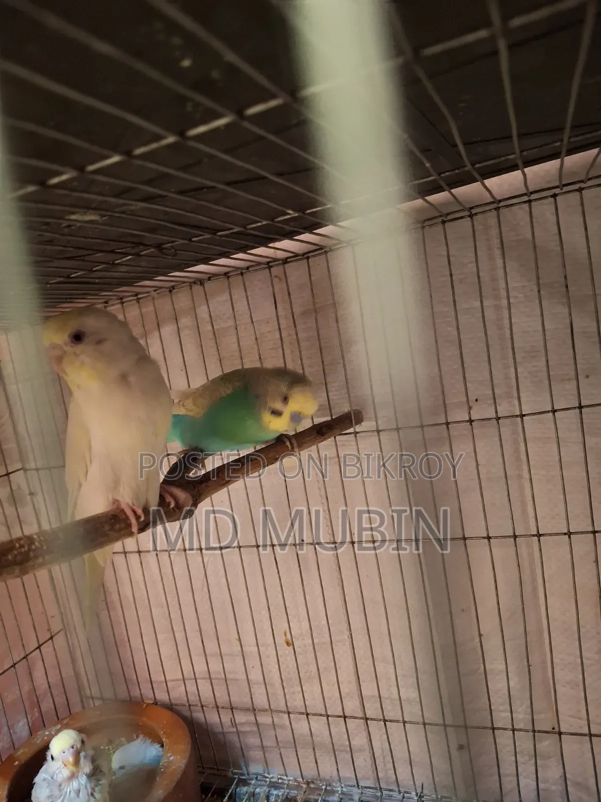 Bird for Sale