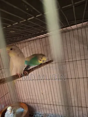 Bird for Sale
