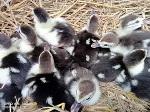 Muscovy Ducklings