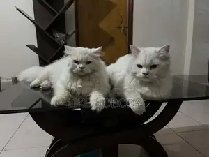 6-12 Months Male Purebred Persian
