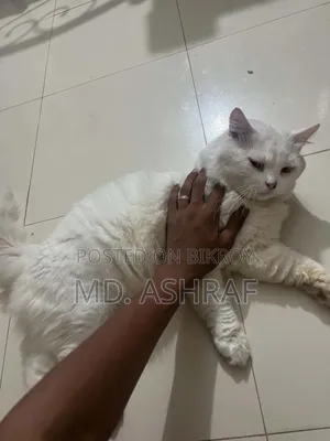 6-12 Months Male Purebred Persian
