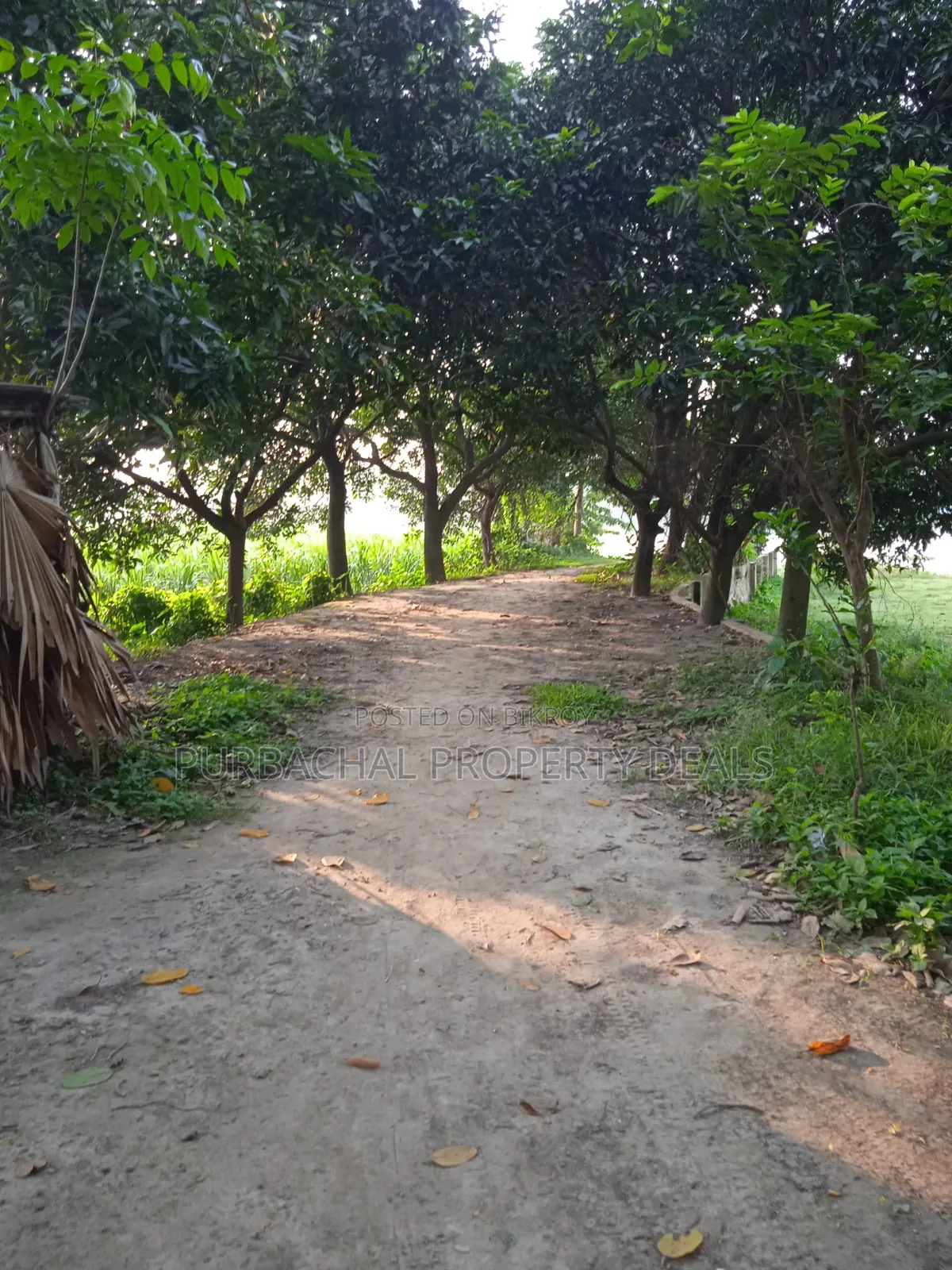 প্রকৃতির মাঝে শীতলক্ষ্যা নদী ভিউ ৩২ শতাংশ বাগান বাড়ির জমি বিক্রয় হবে