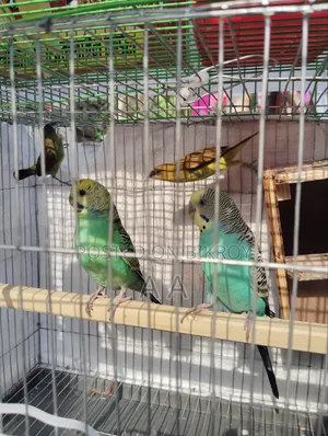Budgerigar Bird's