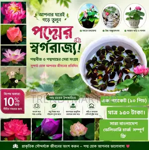 Create Your Own Lotus Paradise at Home for Only 150 Taka!