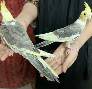 Cockatiel Pied Pair