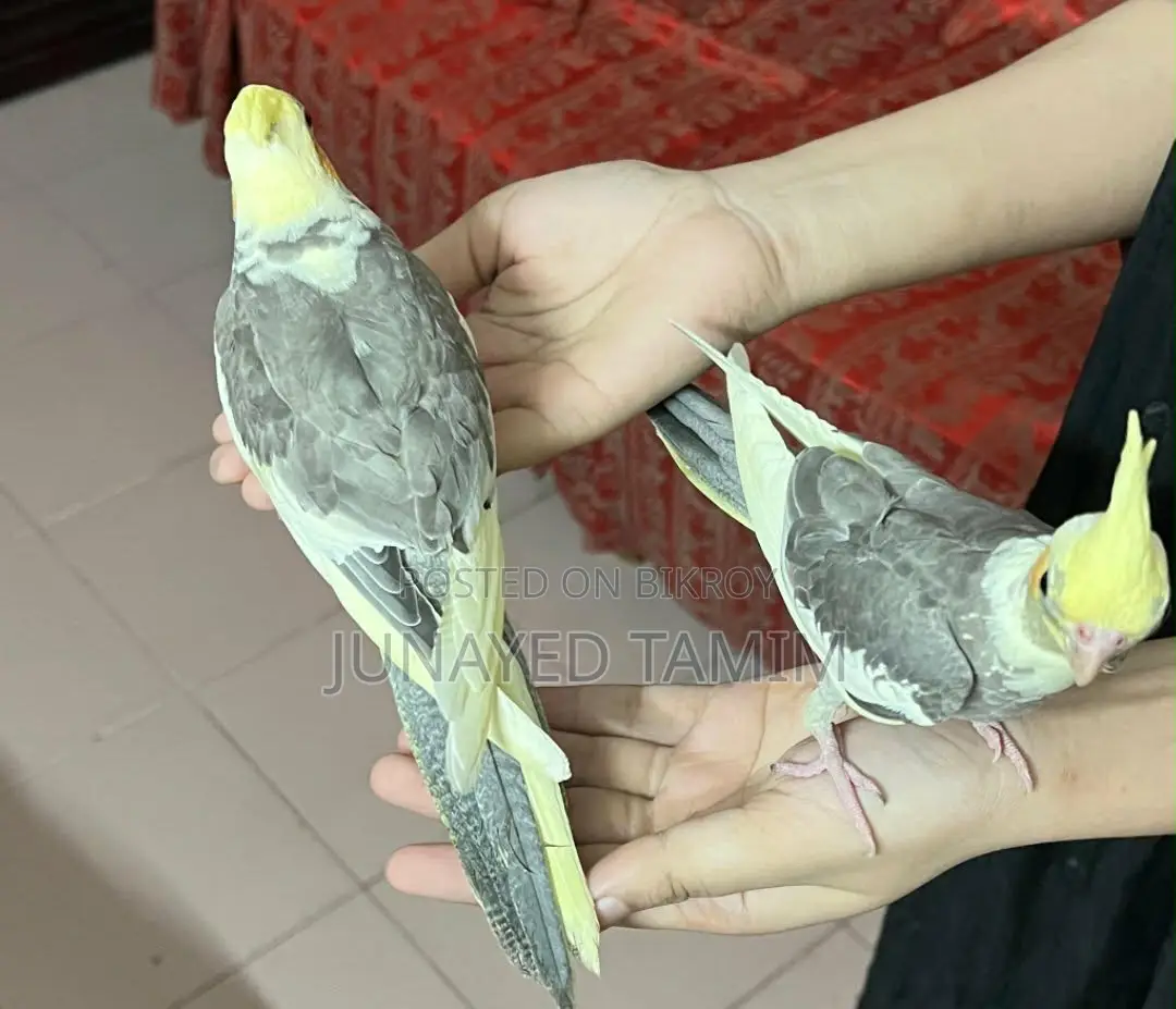 Cockatiel Pied Pair