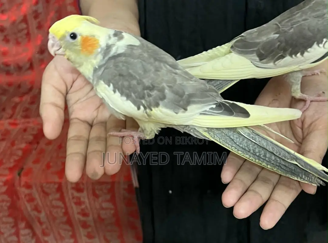Cockatiel Pied Pair