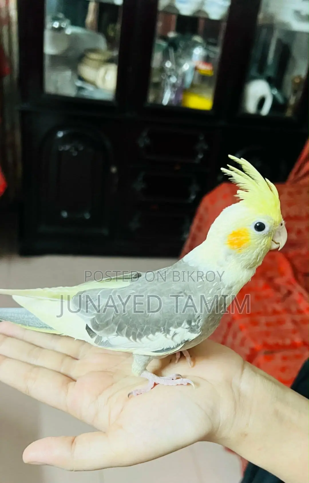 Cockatiel Pied Pair