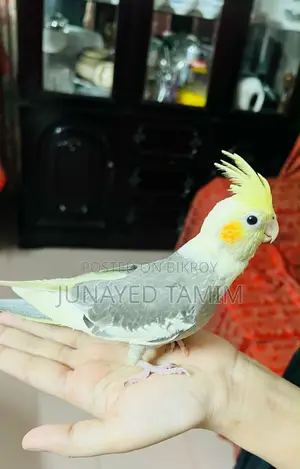 Cockatiel Pied Pair