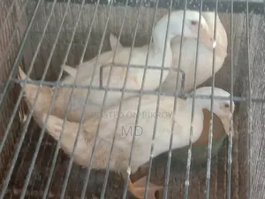 বেলজিয়াম হাঁশ তিন পিস সেল করা হবে
