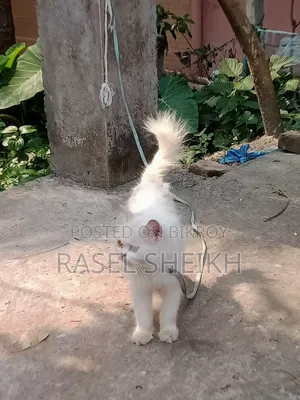1+ Year Male Purebred Cat