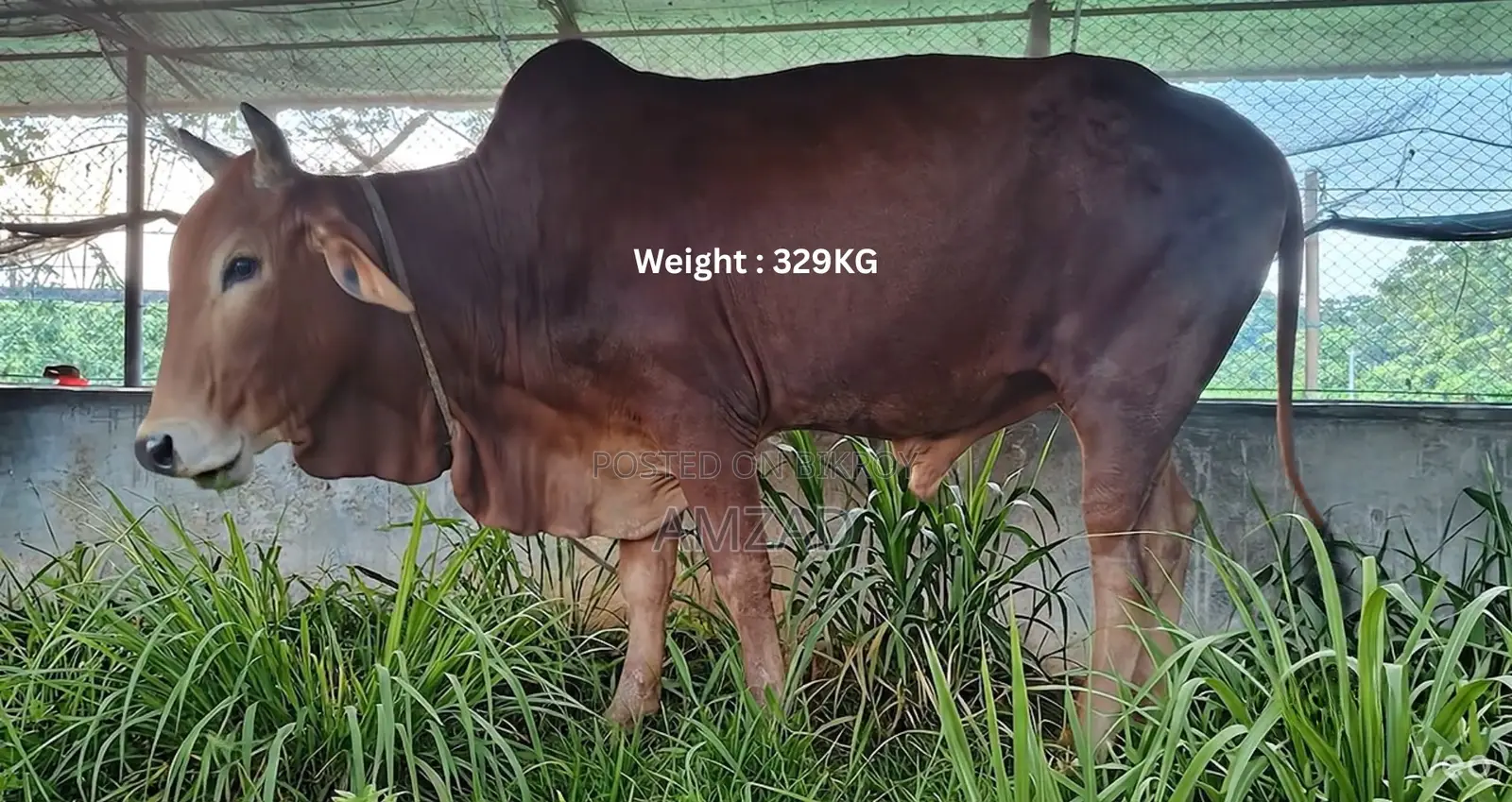 “শাহীওয়াল জাত এর ষাঁড় গরু বিক্রয়”