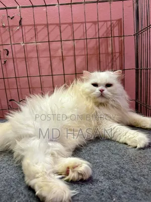 1+ year Female Purebred Persian Cat