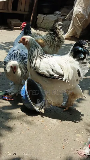 আমেরিকান লাইভ ব্রাইমা