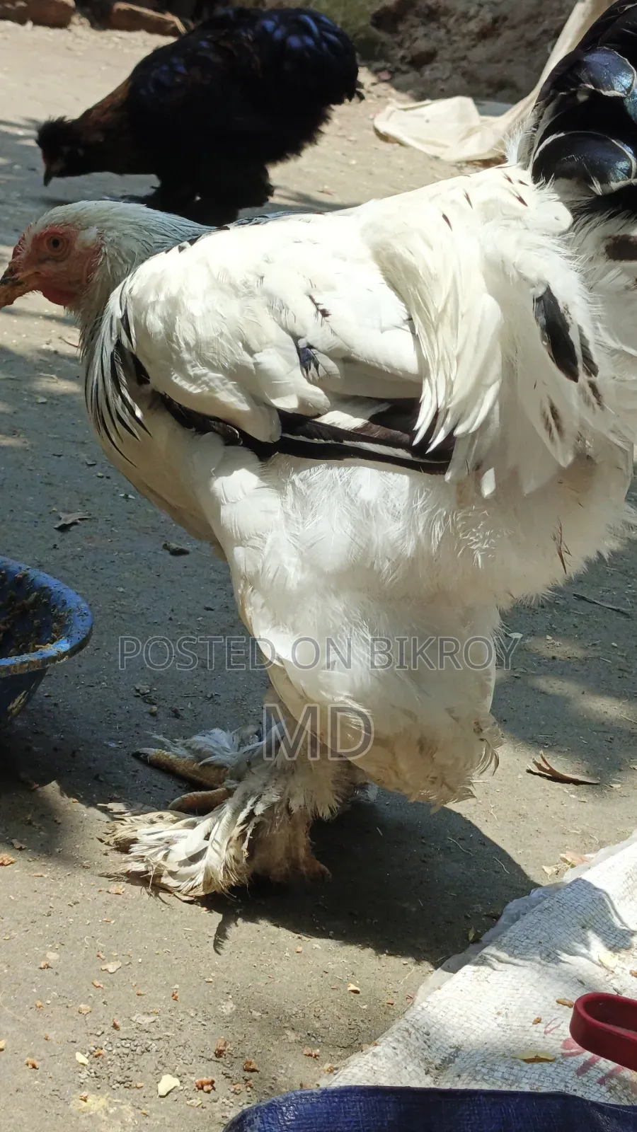 আমেরিকান লাইভ ব্রাইমা