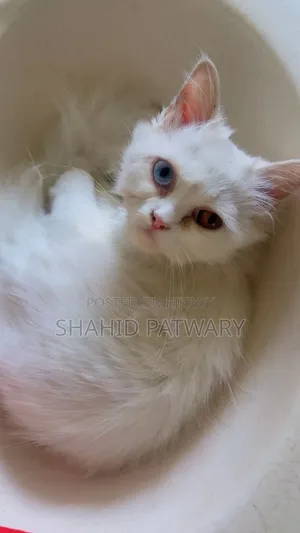 6-12 Months Female Purebred Persian