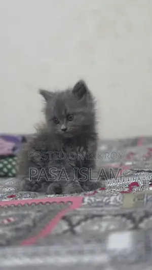 1-3 Months Male Purebred Persian