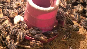 কোয়েল পাখির বাচ্চা বিক্রয়